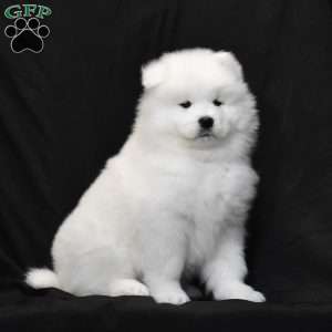 Snowflake, Samoyed Puppy